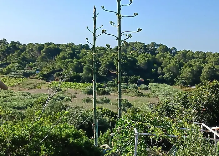 Tip-top Vis